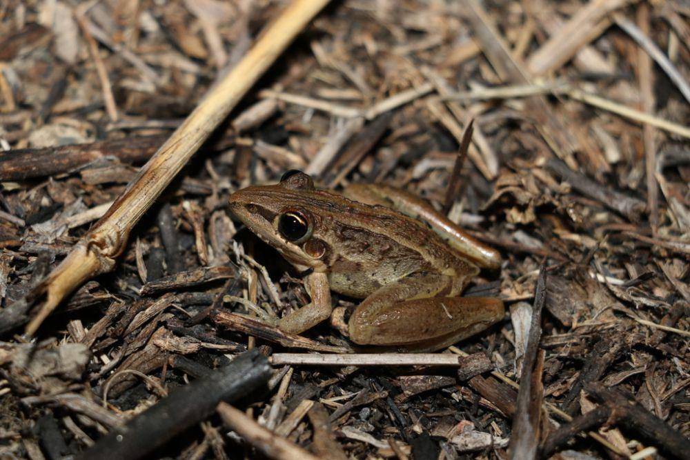 Striped rocket frog (inaturalist.org/Greg Tasney)