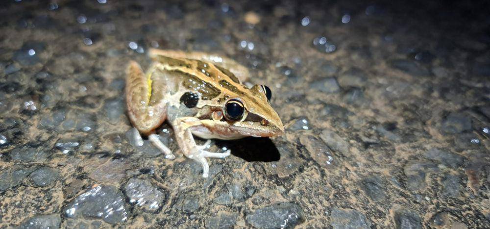 Striped rocket frog (inaturalist.org/Max Tibby)