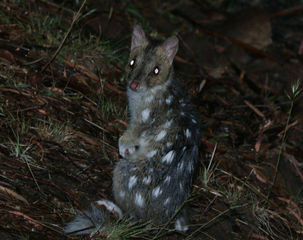 Gumbem tasmania (inaturalist.org/Greg Tasney)
