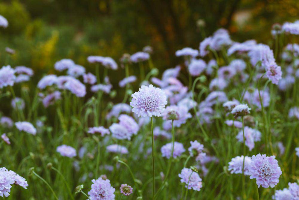 Scabiosa (pexels.com/Clayton)