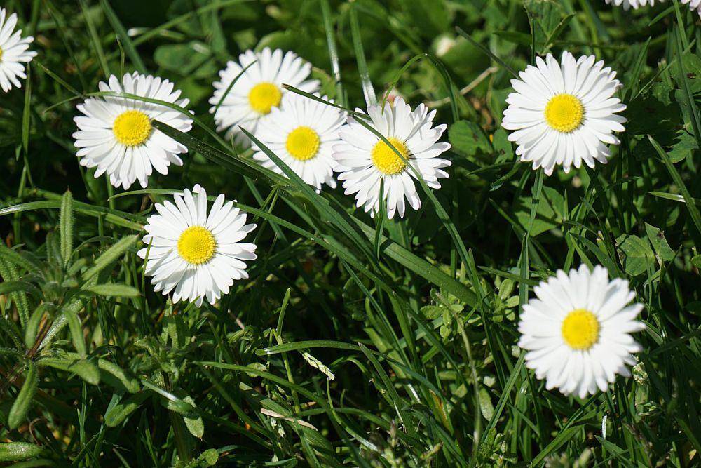 aster (pexels.com/hermaion)