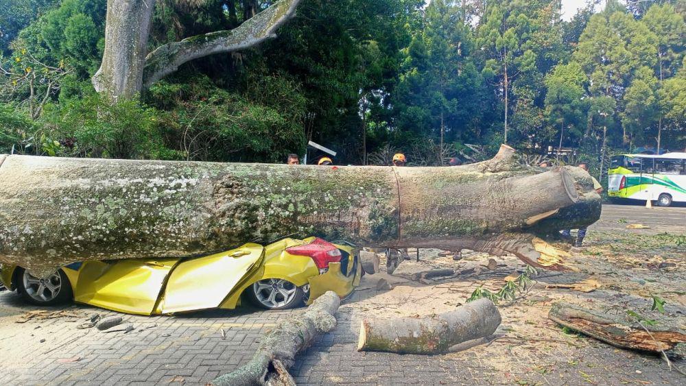Mobil Wisatawan Rusak Parah Tertimpah Pohon Tumbang di Lembang
