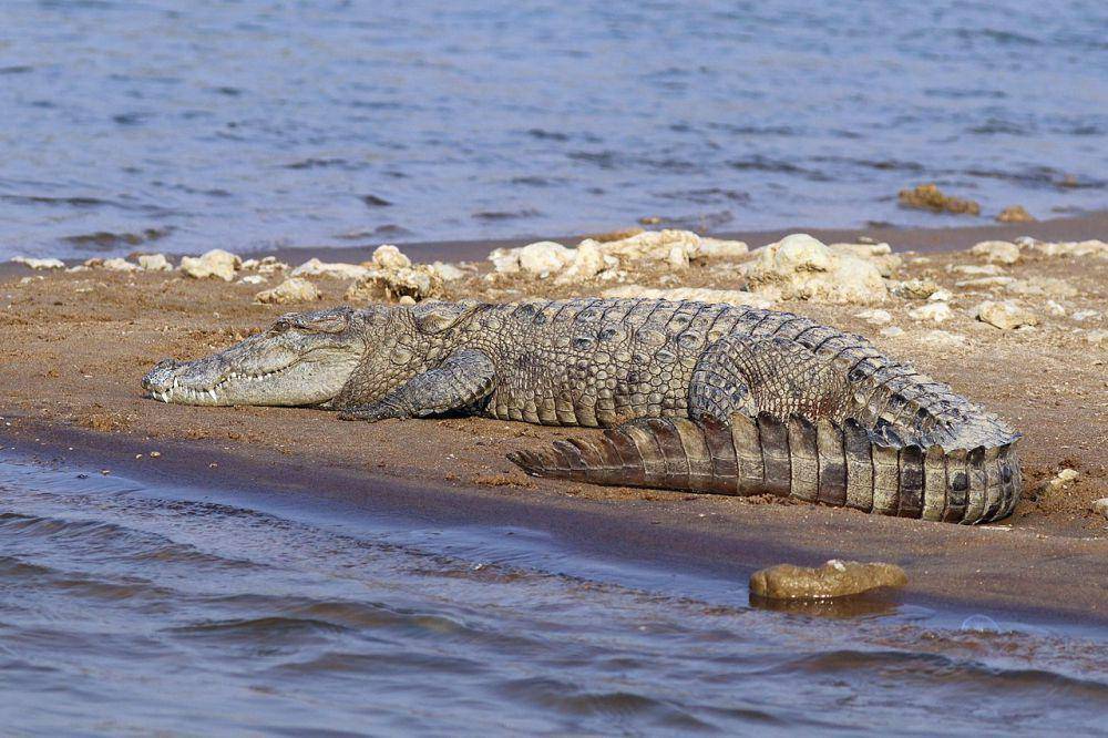 Buaya mugger (commons.wikimedia.org/Charles J. Sharp)
