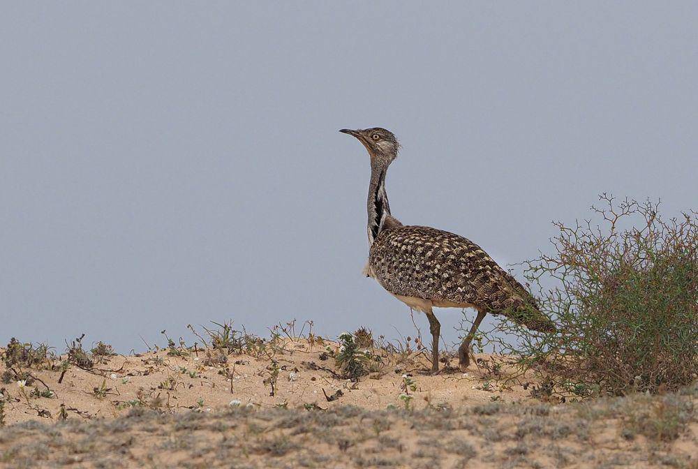 ilustrasi houbara bustard (wikimedia.org/Frank Vassen)