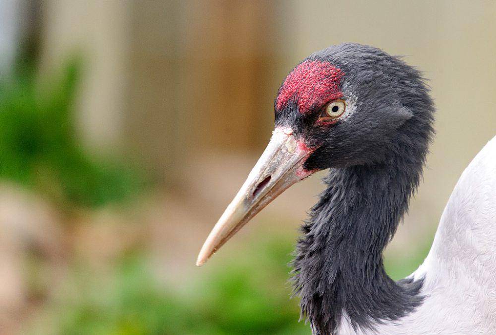 ilustrasi Grus nigricollis (commons.wikimedia.org/Eric Kilby)