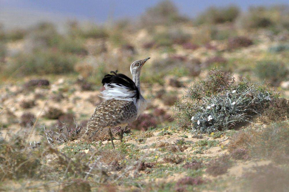 ilustrasi houbara bustard (flickr.com/Andrej Chudý)