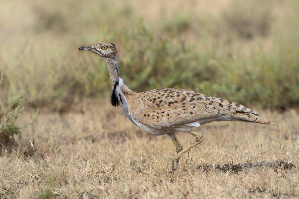 ilustrasi houbara bustard (flickr.com/Tarique Sani)