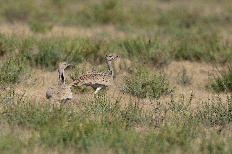 ilustrasi houbara bustard (flickr.com/Tarique Sani)