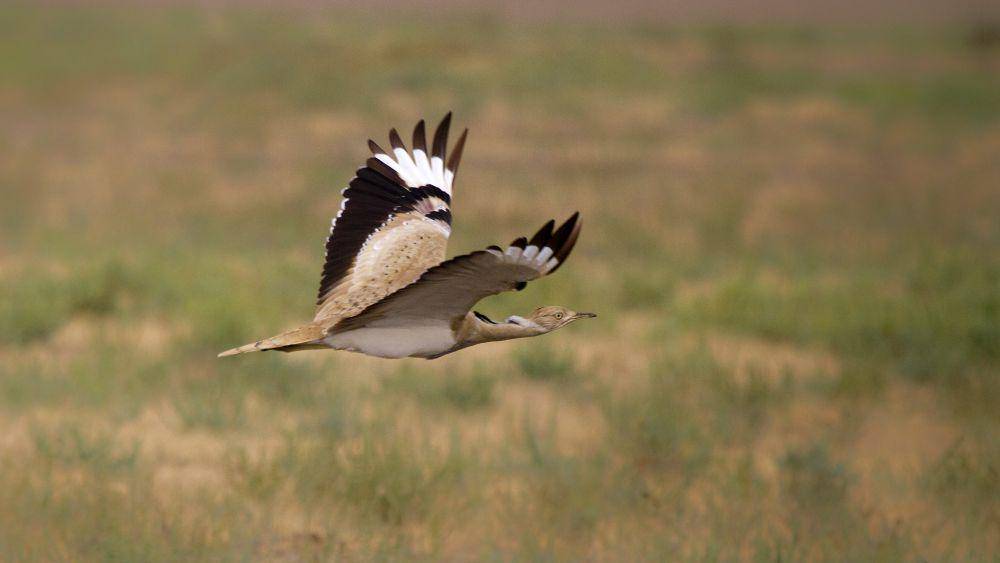ilustrasi houbara bustard (flickr.com/Tarique Sani)