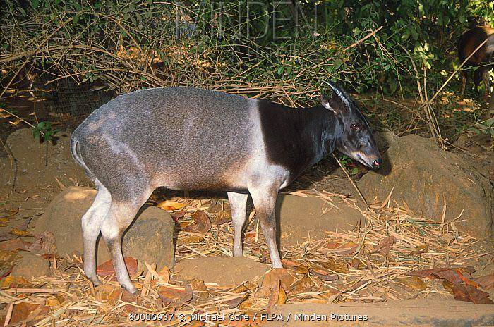 jentink's duiker (mindenpictures.com)