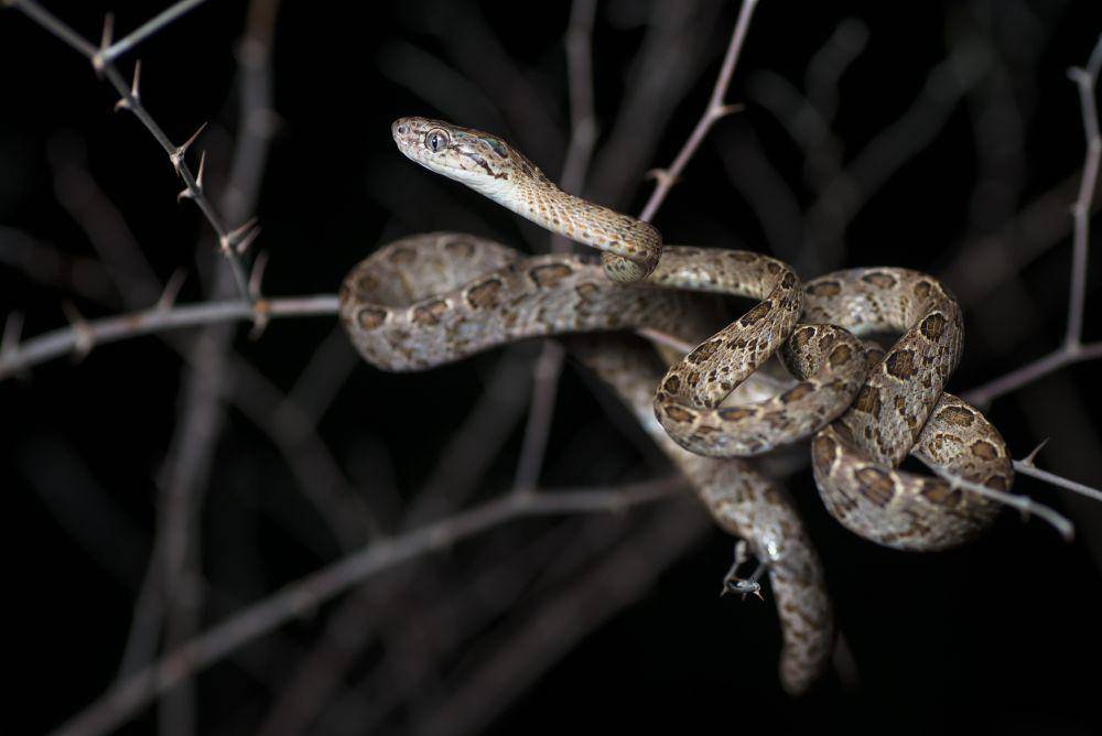Ular tutul (commons.wikimedia.org/Rushenb)