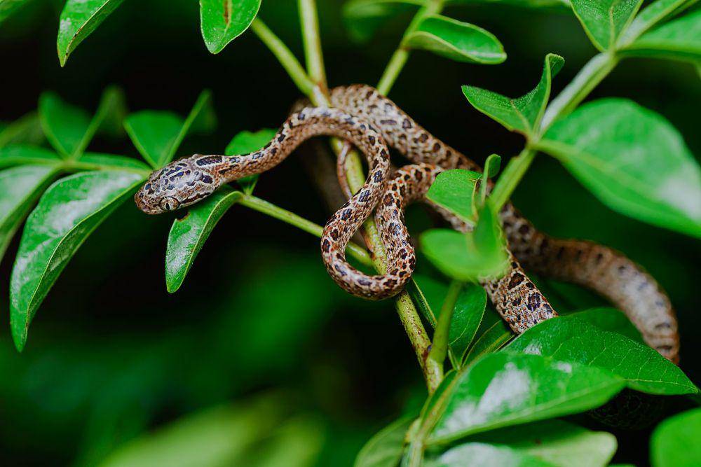 Ular tutul (commons.wikimedia.org/Rushen)