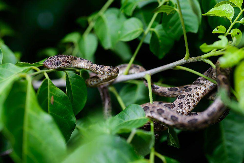 Ular tutul (commons.wikimedia.org/Rushen)
