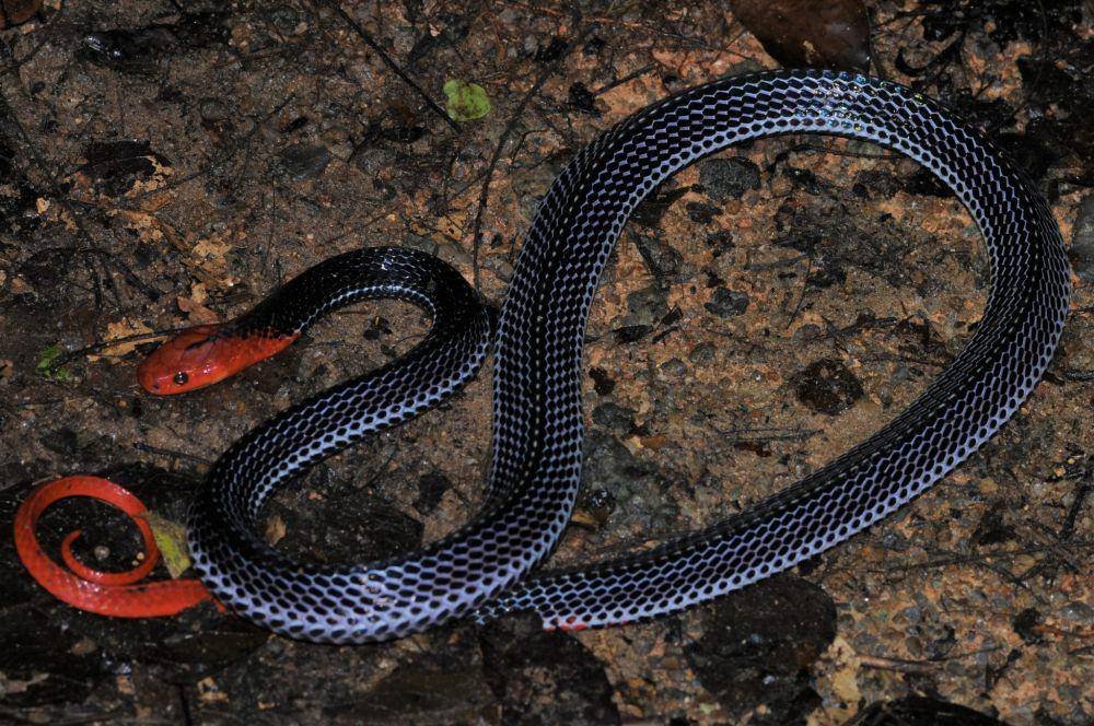 Krait kepala merah (commons.wikimedia.org/Marius Burger)