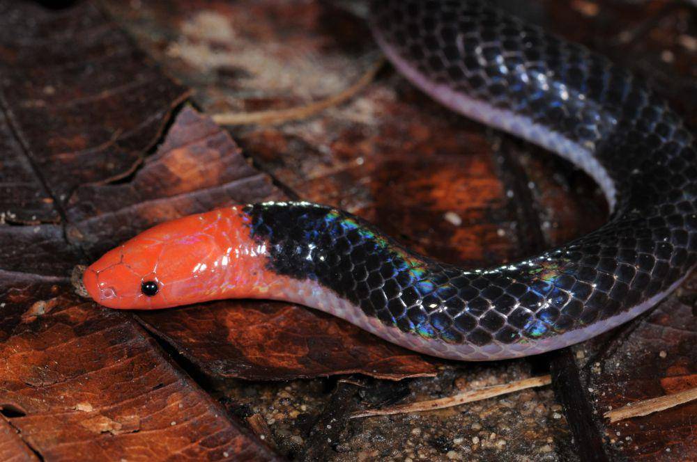 Ular alang-alang kepala pink (commons.wikimedia.org/Marius Burger)