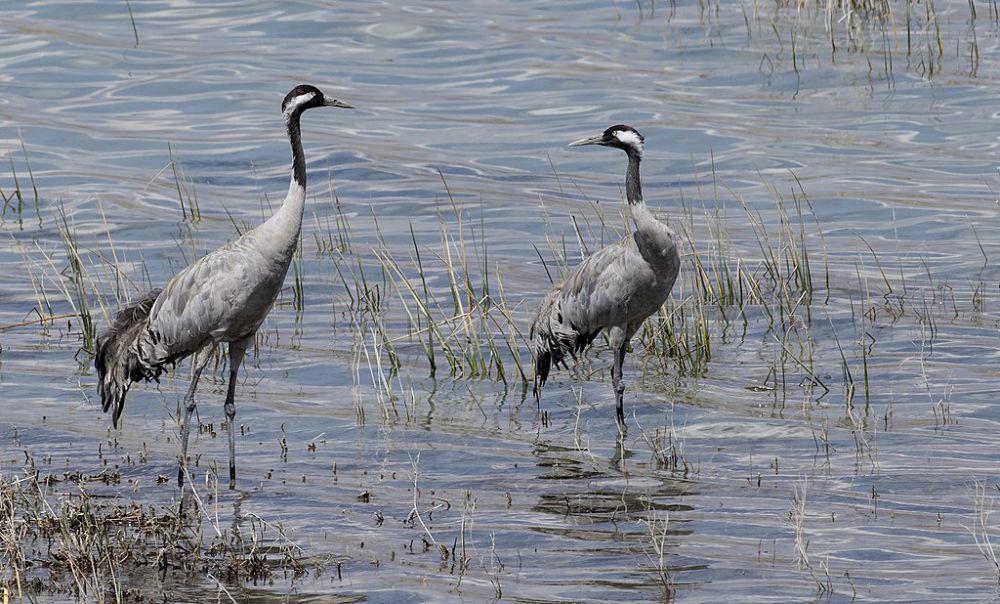 5 Burung Bangau dari Genus Grus yang Hidup di Asia dan Eropa