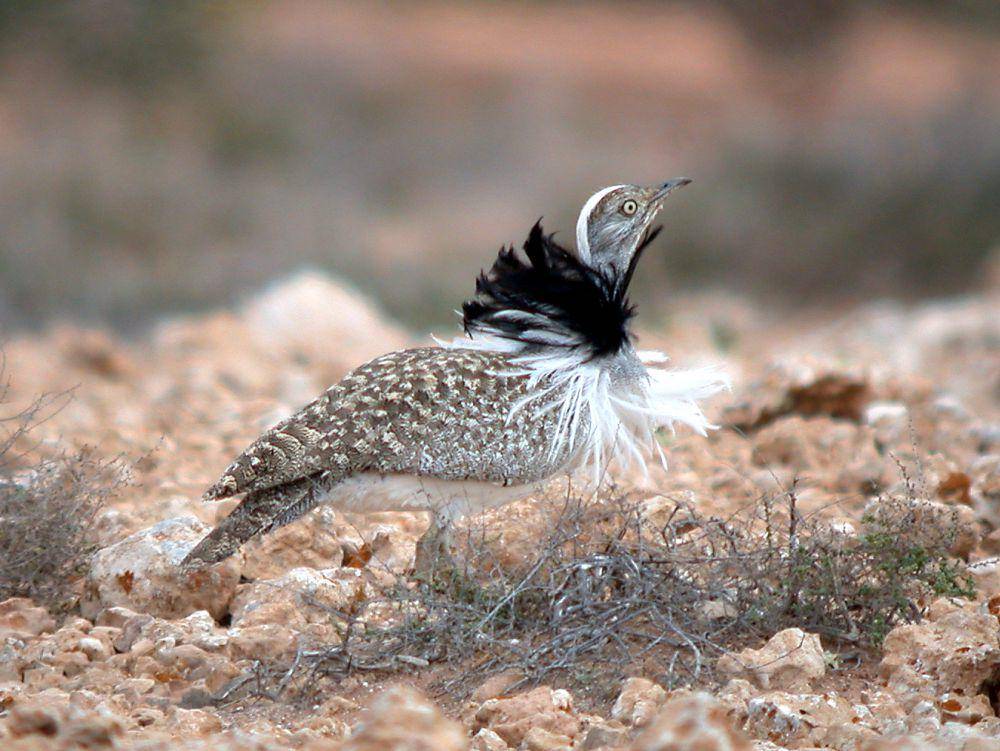 ilustrasi houbara bustard (wikimedia.org/Len Worthington)