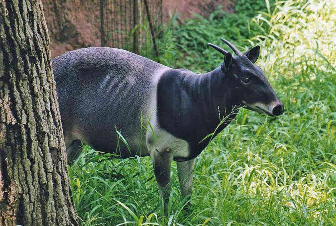 jentink's duiker (earth.com)