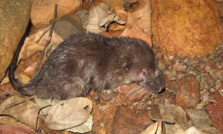 5 Fakta Nimba Otter Shrew, Punya Bulu Tebal dan Tahan Air