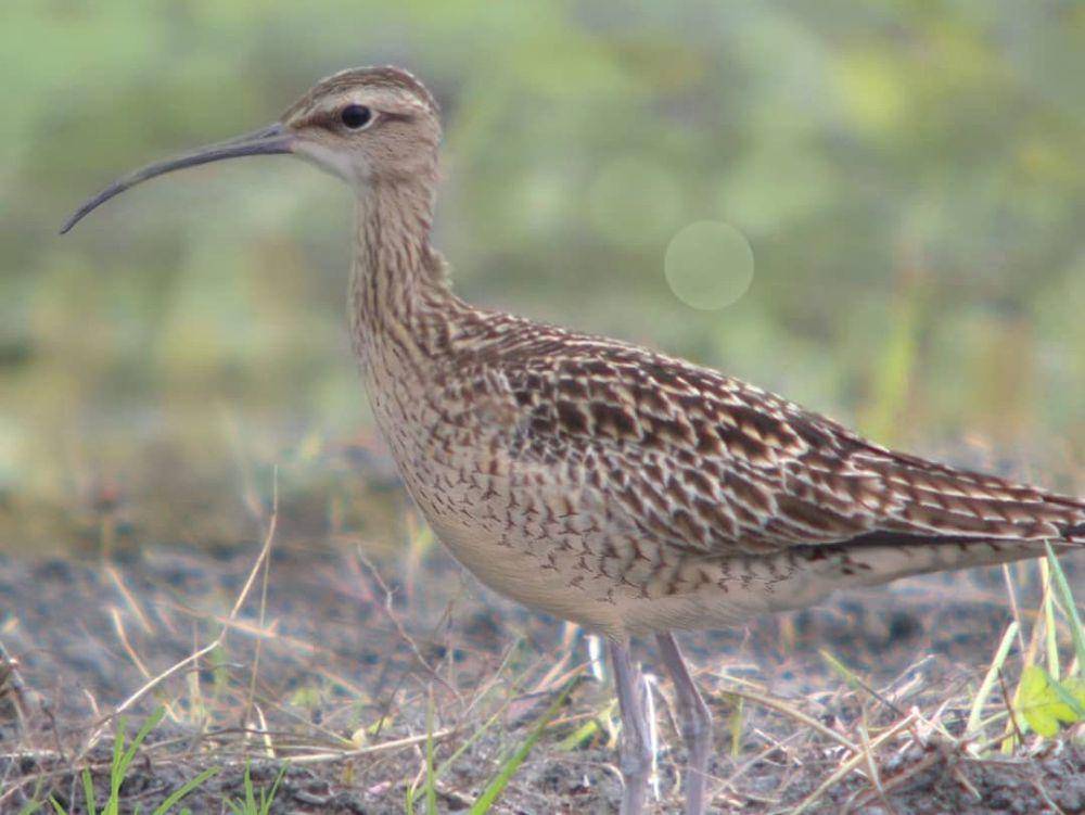 ilustrasi eskimo curlew (instagram.com/abcconservation)
