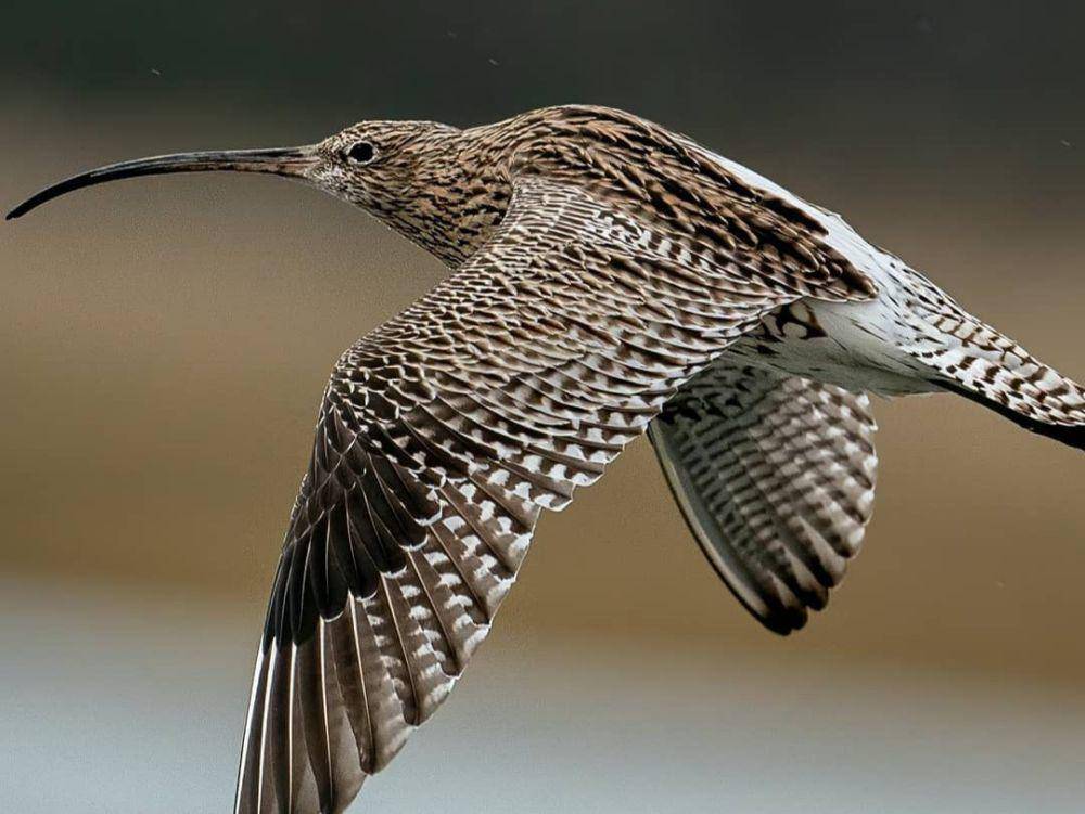 ilustrasi eskimo curlew (instagram.com/click.on.the.way)