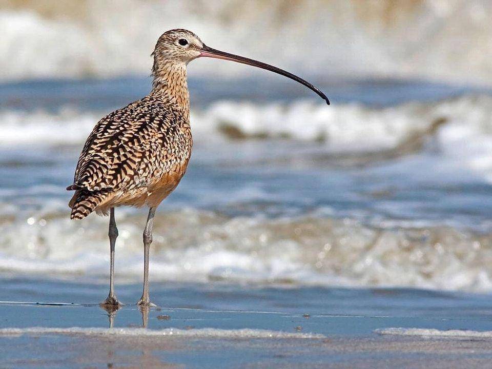 ilustrasi eskimo curlew (instagram.com/humanesocietyonline)