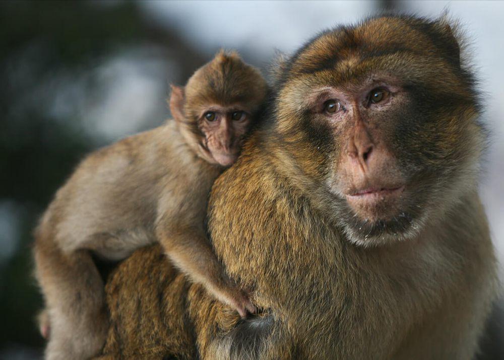5 Fakta Monyet Barbary, Spesies dengan Struktur Sosial Matriarki