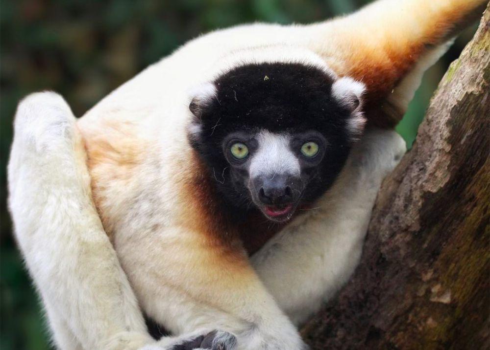 5 Fakta Crowned Sifaka, Sangat Terampil dalam Melompat di Pepohonan