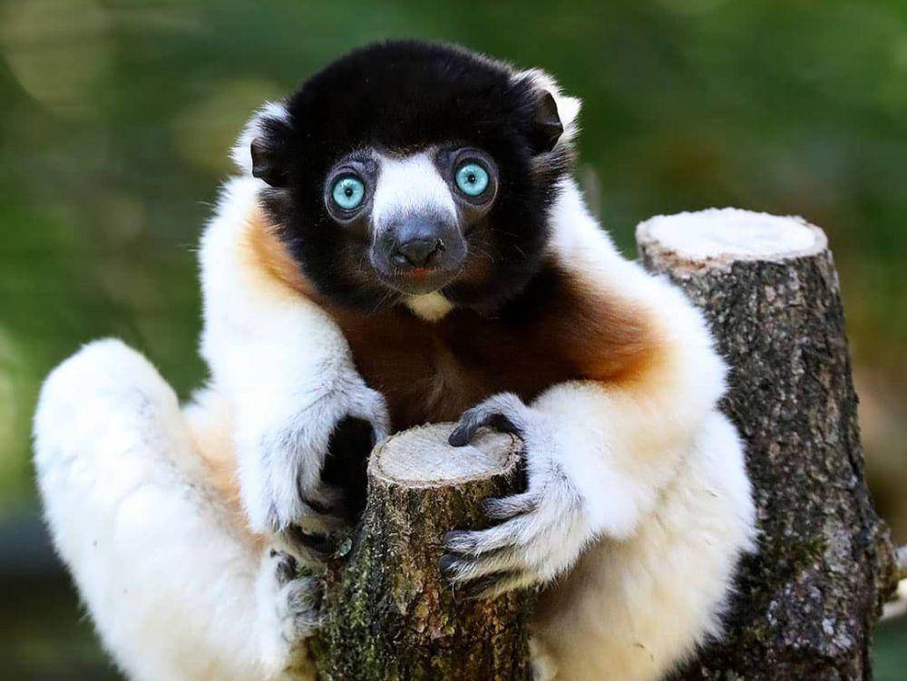 crowned sifaka (instagram.com/patrickvb75)