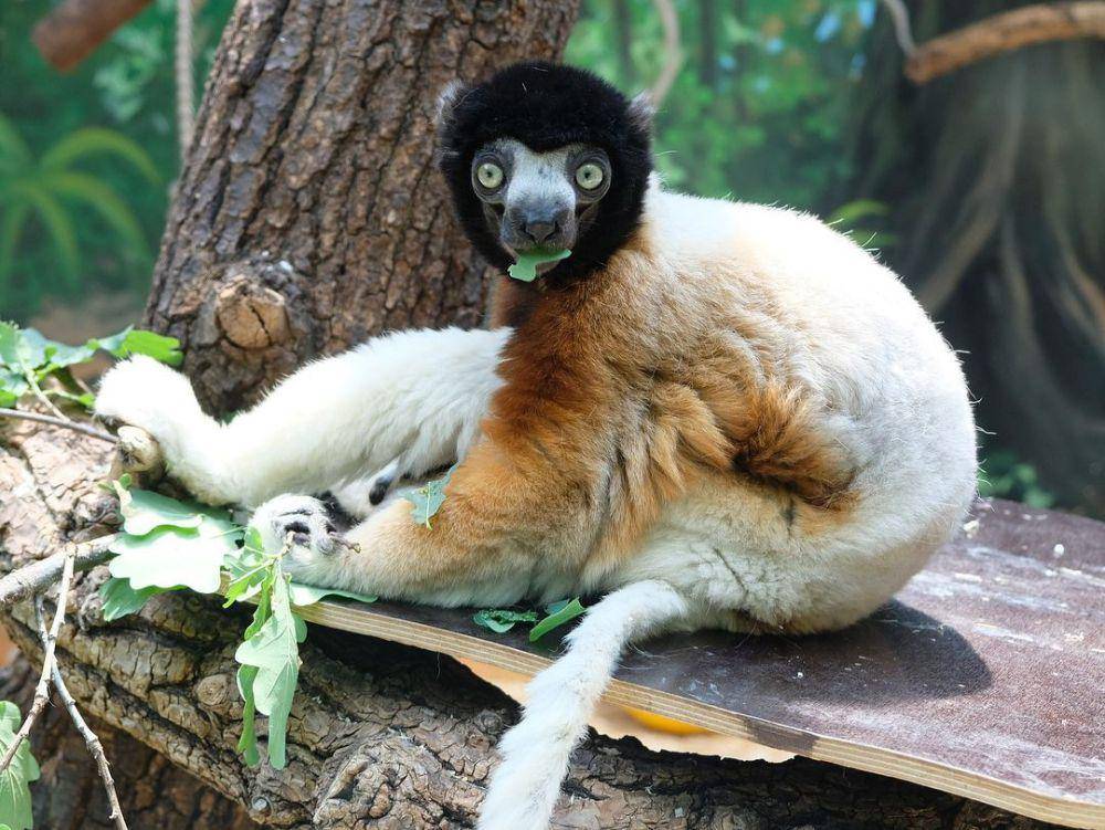 crowned sifaka (instagram.com/tkviolet)