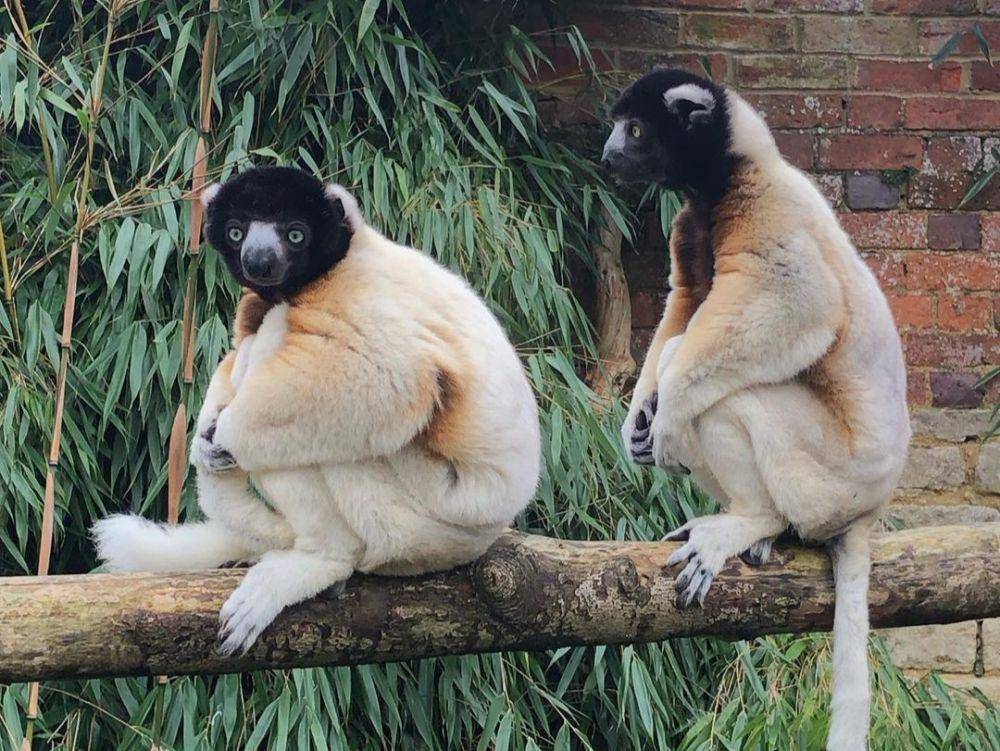 crowned sifaka (instagram.com/benkniveton)