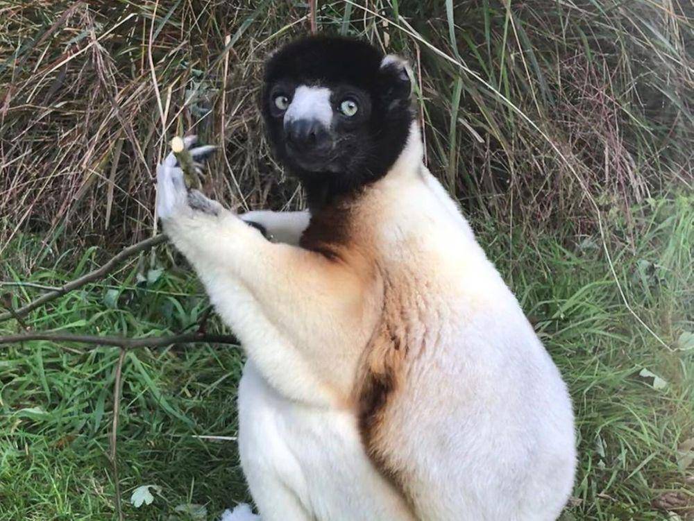 crowned sifaka (instagram.com/will_mijnk)