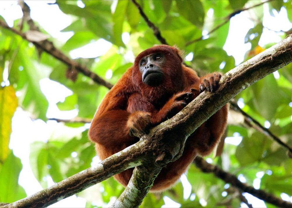 monyet howler hewan paling berisik sedunia