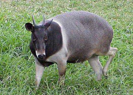jentink's duiker (instagram.com/abcconservation)