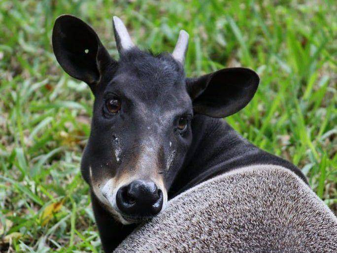 jentink's duiker (instagram.com/abcconservation)