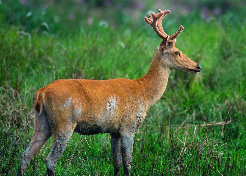 5 Fakta Barasingha, Rusa Rawa yang Punya Banyak Tanduk