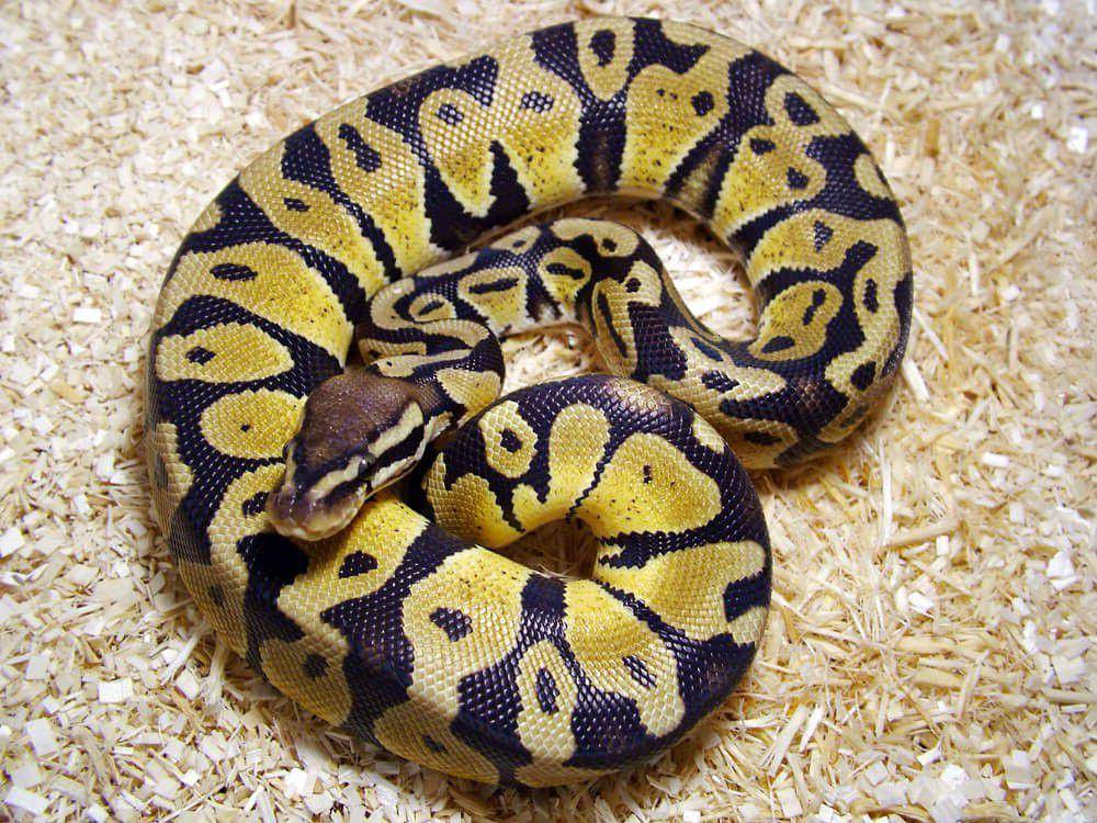 ball phyton (commons.wikimedia.org/Cody Campbell)