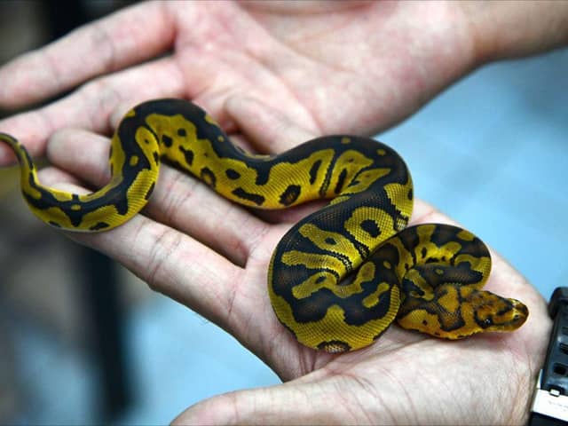 Ball Python Putih 5 Fakta Ball Python, Ular Jinak yang Mudah Dipelihara | IDN Times