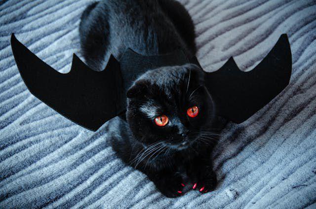 5 Hewan yang Sering Dikaitkan dengan Halloween