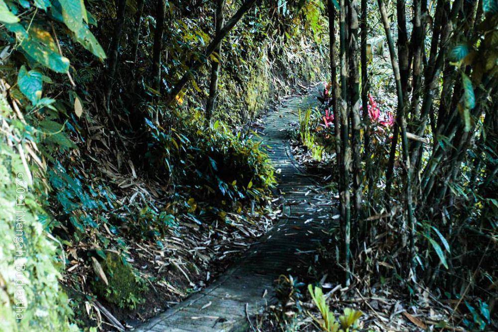 Jalan masuk ke Air Terjun Dedari (instagram.com/infojelekungkang)