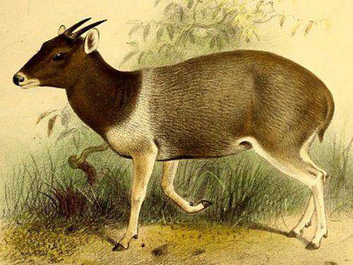 ilustrasi jentink's duiker (commons.wikimedia.org/Philip Sclater)