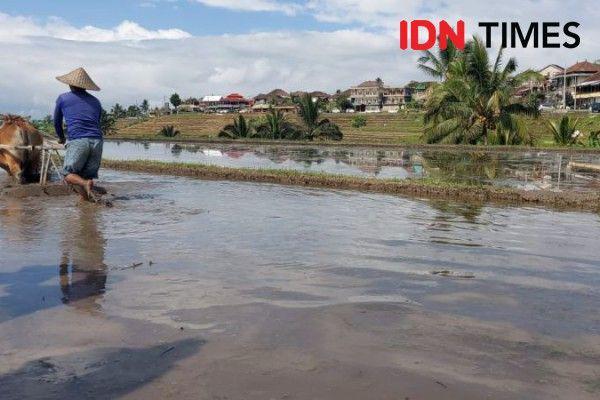 Minim Peminat, Pemuda Tabanan Didorong Mencintai Pertanian