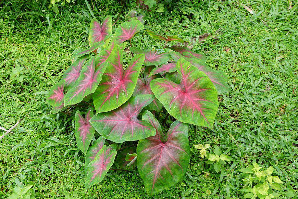 Caladium bicolor (commons.wikimedia.org/Vengolis)