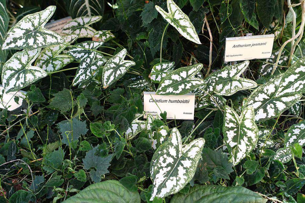 Caladium humboldtii (commons.wikimedia.org/Daderot)