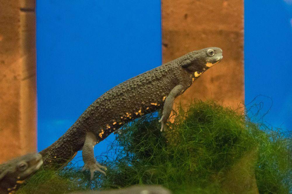 Warna tubuh salamander perut api bervariasi (commons.wikimedia.org/Σ64)