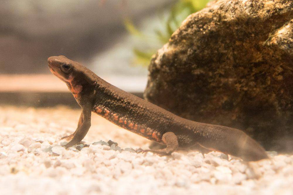 Salamander ini adalah karnivora (commons.wikimedia.org/Σ64)