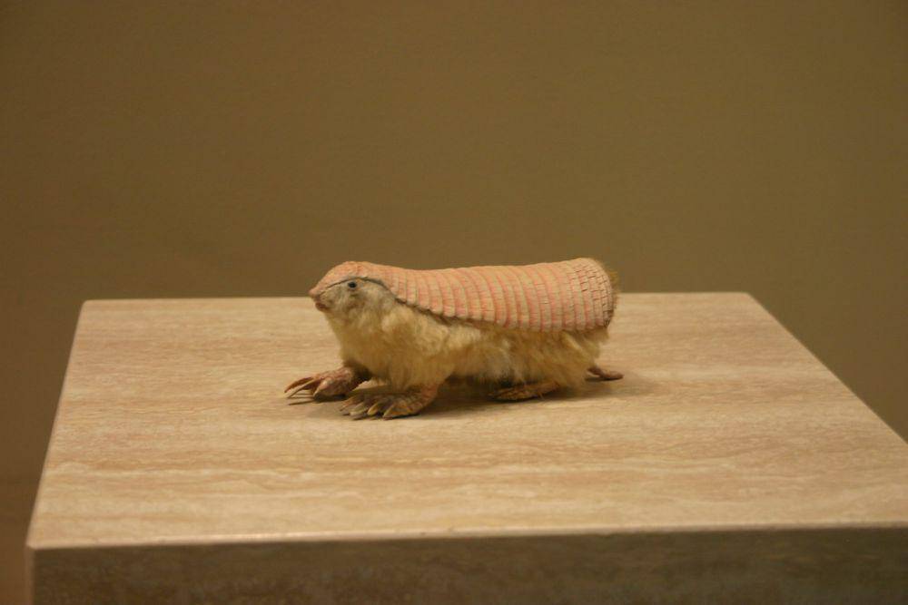 ilustrasi armadillo peri merah muda (flickr.com/Ryan Somma)