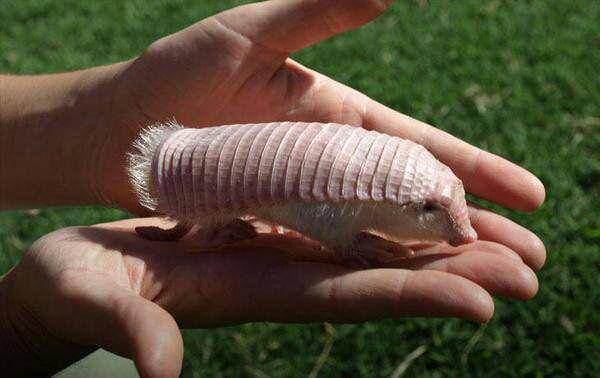 ilustrasi armadillo peri merah muda (flickr.com/kiyyo2011)