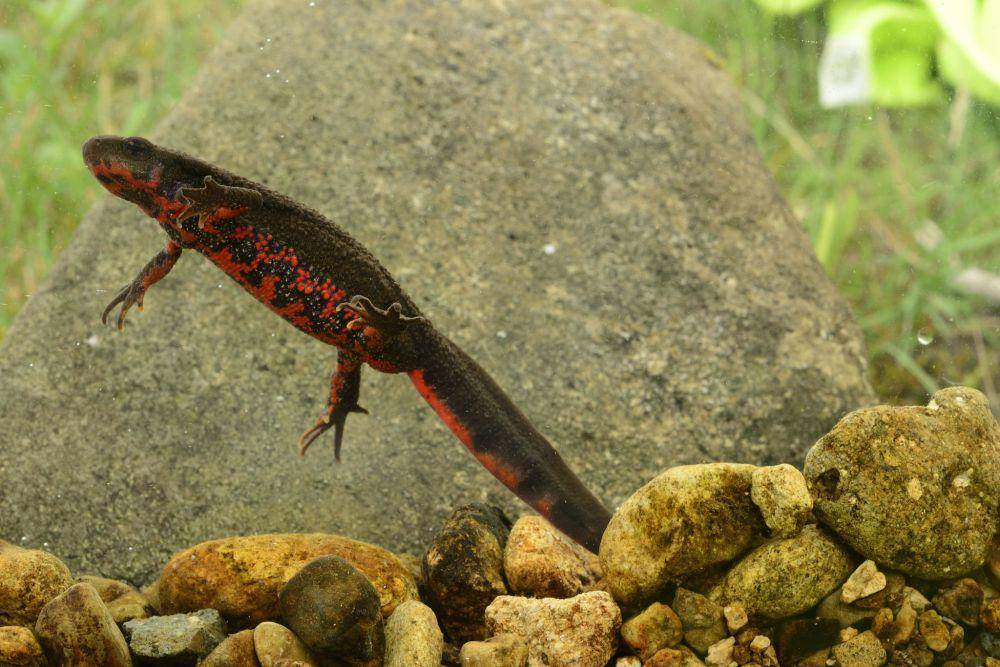 Salamander perut api (flickr.com/Sebastian Voitel)