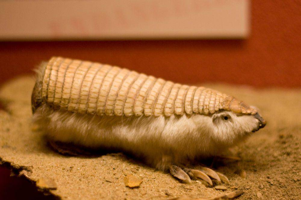 ilustrasi armadillo peri merah muda (flickr.com/Jason Cross)
